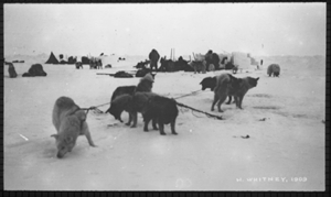 Image of Camp site: dogs, men, stacked snow blocks